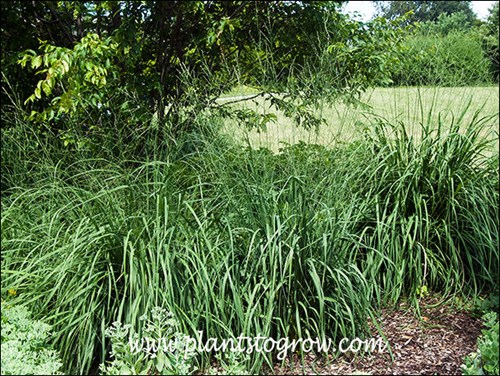 Sky Racer  (Molinia caerulea)